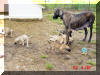 Fawn Great Dane Puppies , Fawn Great Danes for Sale , Great Dane Breeder of Fawn Great Danes